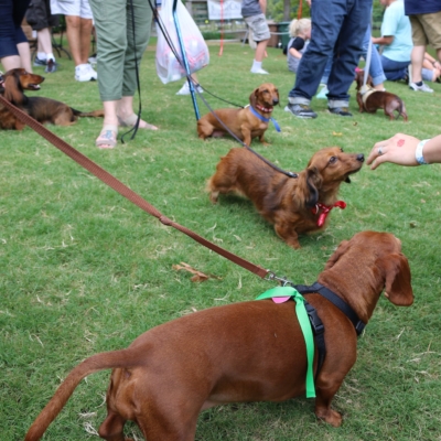 weinerdogs4